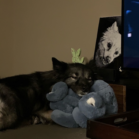 Meet your Posher, Jasmine - Picture 4 of 5